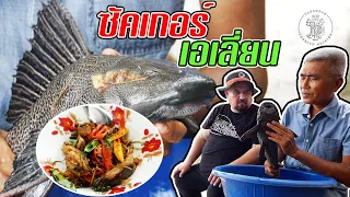 ซัคเกอร์ เอเลี่ยน | Armored catfish