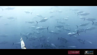 Circondato dai Tonni - Immagini Rarissime - Pesca Sub - Spearfishing - Big Tuna -