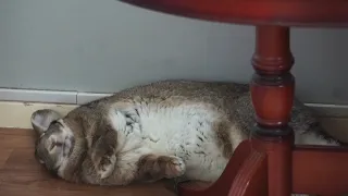 Daily Sleeping Pattern Of A Flemish Giant Rabbit