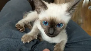 Siamese kitten playing!!