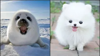 Cute baby animals Videos Compilation cute moment of the animals - Dog and Cat SOO Cute #101