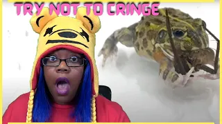 TRY NOT CRINGE CHALLENGE | WARNING LIVE FEEDING bullfrog vs. spider | frog time | AyChristene Reacts