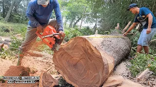 Cutting down the old half-dry Trembesi... The wood is EXCELLENT.