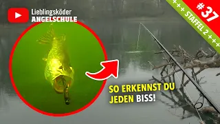 HECHTANGELN Bisserkennung – so fängst du GARANTIERT mehr HECHTE!!  🐊 🎣 🔥