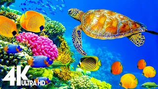 4K Stunning Underwater Wonders of the Red Sea - Colorful Coral Reef Inhabitants (4K VIDEO ULTRA HD)