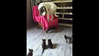 😺 Help! They're attacking! 🐶 Funny video with dogs, cats and kittens! 🐱