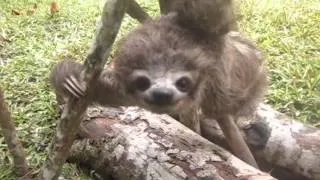 baby sloth in his gym