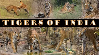 Tigers of India | भारत के बाघ | Maya + Matkasur + Machli + Spotty + Katrina | Wild Tigers of India