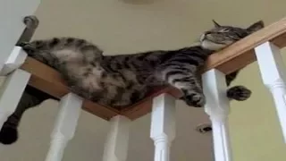 Funny Cats Sleeping in Weird Positions Compilation | Cats Sleep In Weird Places