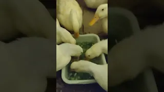 Ducks eating mix vege