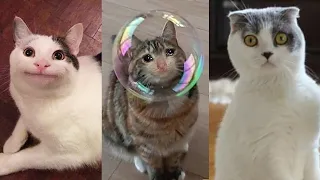 Cat Challenge | Kittens Get Shooted With Bubble Guns And Their Funny Reaction