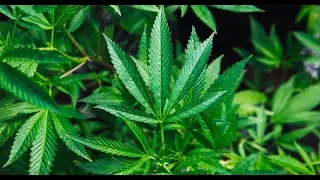 Marijuana(Esrar) - Şeytanın Bitkisi  | Belgesel