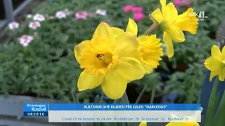 Mirëmëngjesi Kosovë - Kronikë - KULTIVIMI DHE KUJDESI PËR LULEN "NARCISSUS" 09.04.2022