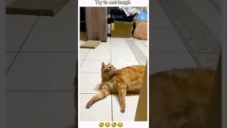 Try to not laugh 😁 #cat #catlover #catvideos #shorts #catfunny #catlovers #funny #funnyvideo