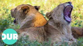 Lion Country: From Captive to King of the Wild | Our World