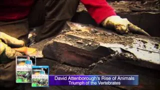 David Attenborough's Rise of the Animals | DVD Preview