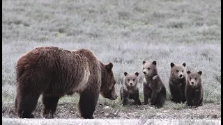 Wildlife Photography-Grizzly 399 a Quad Mom-4 cubs-Jackson Hole/Grand Teton Park/Yellowstone Park