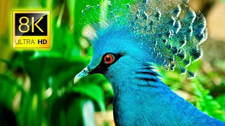 The Most Beautiful Birds in the World in 8K ULTRA HD / 8K TV
