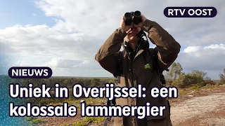 Oog in oog met een gigantische lammergier in het Vechtdal | RTV Oost