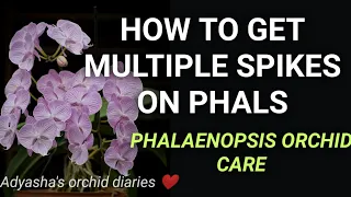 Phalaenopsis orchids care- How to get multiple spikes on orchids