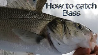 Fishing for sea bass | keep moving until you find them or they find you !