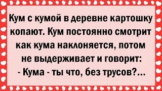 Кум с кумой картошку копают. Кум смотрит как кума наклоняется... Свежие Анекдоты! Юмор! Смех!