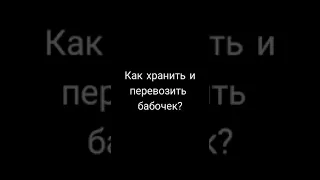 Как хранить и перевозить бабочек?