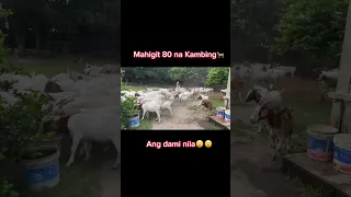 Goat Farming in the Philippines #goatfarming #goat #goatrearing #farming