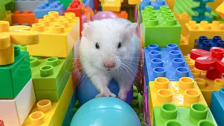 Hamster Escapes Room Maze [OBSTACLE COURSE] Prison Maze #5