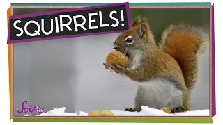 How Do Squirrels Find the Food they Hide? | How Animals Prepare for Winter | SciShow Kids