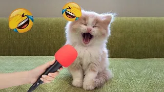 New Funny Cats and Dogs Videos 🤣 Funny Videos Every Days 😂