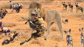 Mother Lion Brutally Assaulted Wild Dogs Family to Take Revenge for Eating Lion Cub