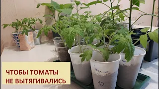 564. РАССАДА  вытягивается. ЧТО ДЕЛАТЬ