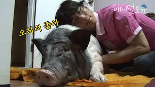 미니피그인 줄 알고 데려다 키웠는데.. 알고보니 슈퍼 돼지? 총각과 돼지의 기묘한 동거🐷 | KBS 생생 정보통 100624 방송