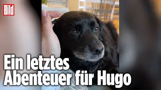 Er soll eingeschläfert werden: Familie nimmt Abschied von geliebtem Hund