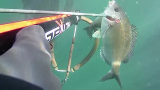 Jacobsbaai spearfishing