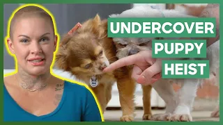 Saving Puppies From A Puppy Mill | Amanda To The Rescue