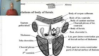 Anatomy of CNS Module in Arabic 2024 (Thalamus, part 1), by Dr. Wahdan.