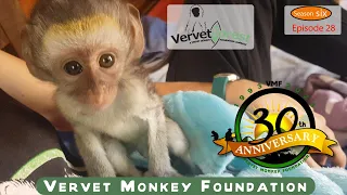 Heartwarming Rescues at the Monkey Orphanage