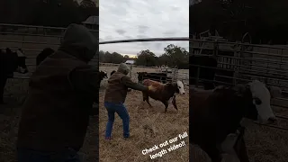 Just ranchin’! #farm #farmlife #ranchlife #ranch #cattle #cowboys #bull