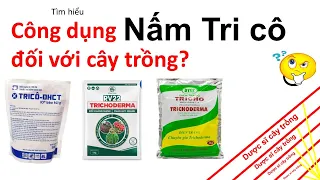 Nấm Trico - Thông tin sử dụng trichoderma hiệu quả cao trong nông nghiệp! | Dược sĩ cây trồng