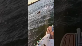 THIS DOG ATTACKED A DOLPHIN 😳
