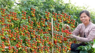 Growing Tomatoes in this way gives many fruits, no need to buy tomatoes anymore