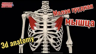 Малая грудная мышца. 3d anatomy. MUSCLE MOTION