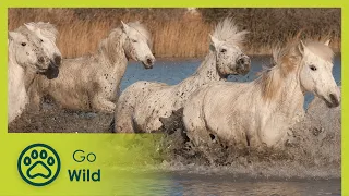 From the Mediterranean to the Alps - Wild & Wide Awake: Spring across Europe 1/2 - Go Wild