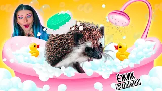 ЁЖИК БРУНО КУПАЕТСЯ | Купаем Ёжика - SPA for hedgehog (Генеральная уборка с Roborock)