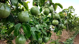 COMO PLANTAR MARACUJÁ - mais uma etapa no plantio - aplicando calcário e adubação