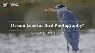 CANON RF 200 800 - A BIRD PHOTOGRAPHERS DREAM LENS FROM CANON? #canon #rflens