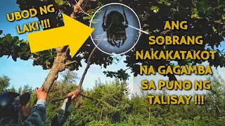 NAKAKATAKOT NA GAGAMBA SA PUNO NG TALISAY !!!