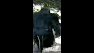 Bigfoot video from Massachusetts.  Breakdown